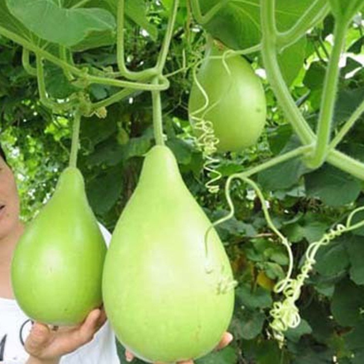 觀賞兼食用菜葫蘆種子20粒 基地大棚種植有機(jī)蔬菜種子公司批發(fā)