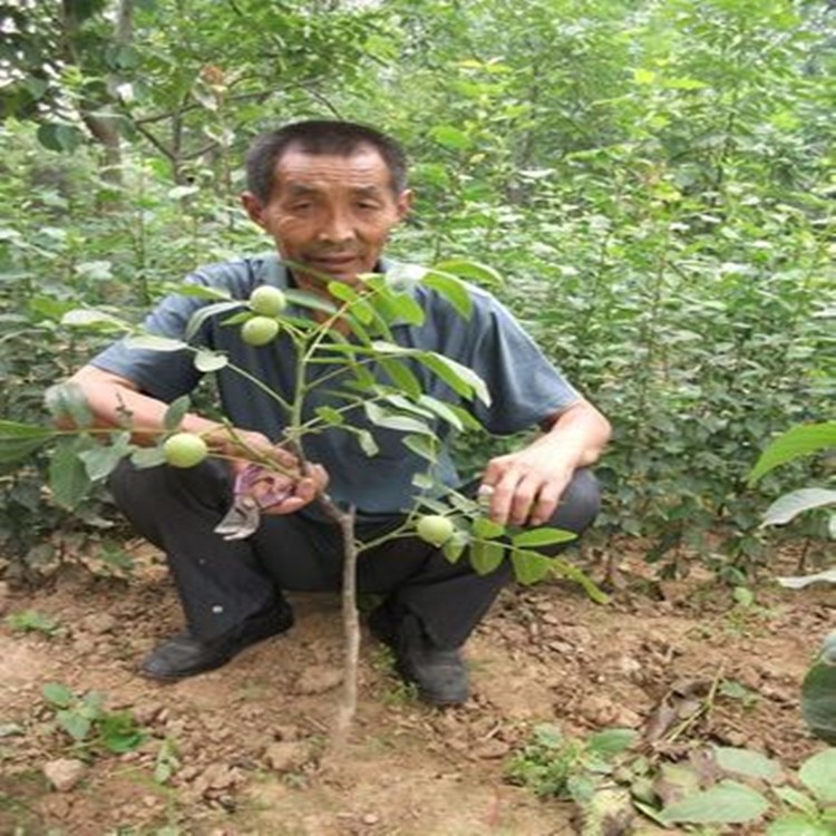 核桃树苗 文玩核桃苗 麻核桃 四座楼 狮子头 当年结果