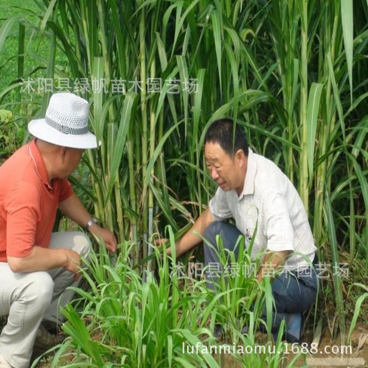 墨西哥玉米草優(yōu)12種子營養(yǎng)價值豐富牧草種子批發(fā)