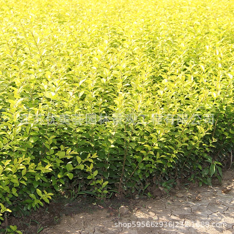 金葉女貞苗批發(fā)工程綠化苗木花壇色塊綠籬金葉女貞小苗四季常青