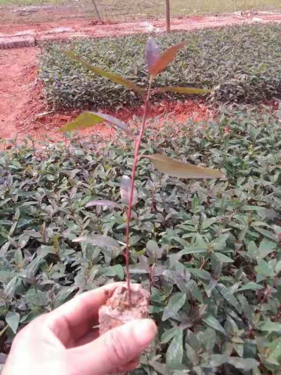 耐寒桉樹苗速生樹苗工程樹苗