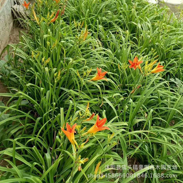 批發(fā)大花萱草 陽(yáng)臺(tái)庭院種植觀花綠植園路花草植物萱草花卉