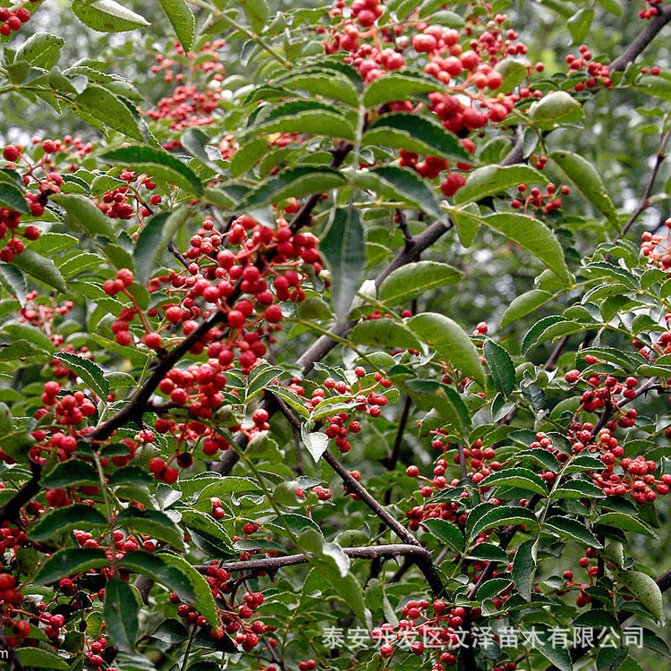 基地大量供應(yīng)花椒苗 豐產(chǎn)大紅袍花椒苗 規(guī)格保濕郵寄品質(zhì)款