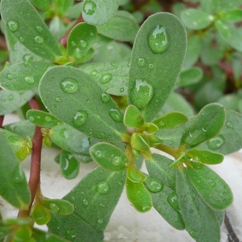 蔬菜綠色種子 野菜種子陽臺(tái)盆栽 馬齒莧種子一斤包郵