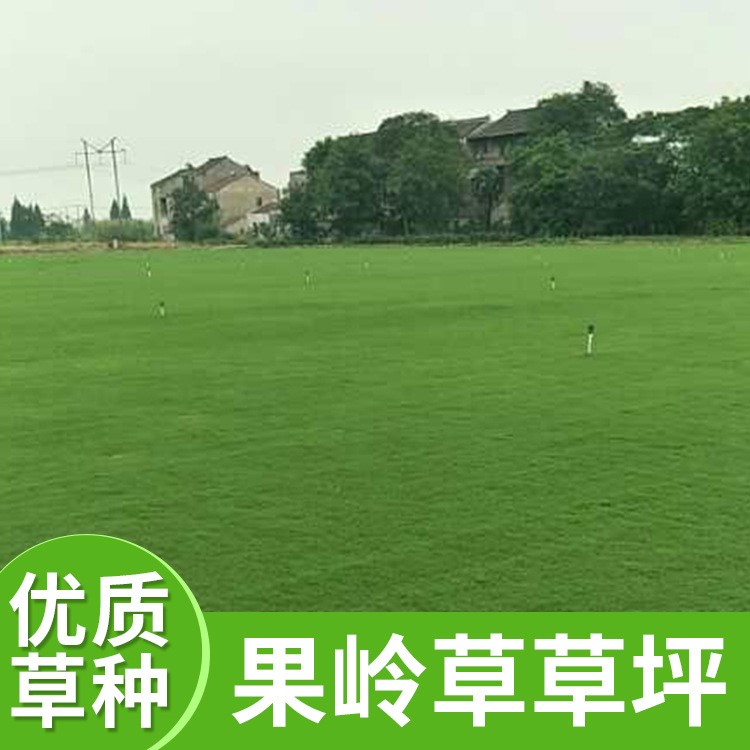 豐茂種植園四季青草坪 果嶺草草坪 免修剪護(hù)坡草皮庭院綠化