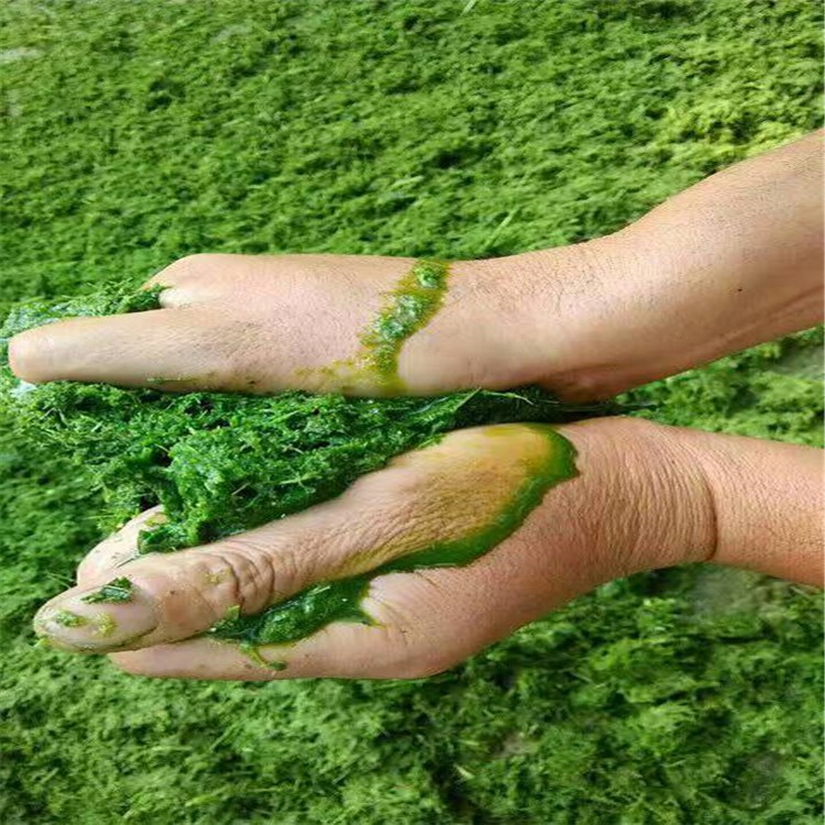 小型青飼料粉碎打漿機 家禽施料打漿機 蔬菜葉牧草飼料打漿機