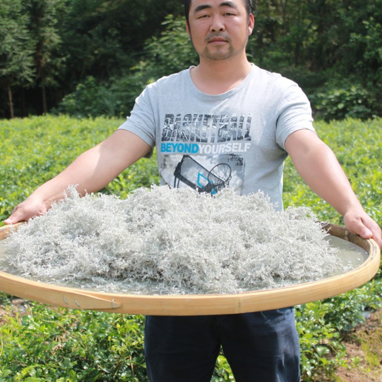 張家界野生土家神茶雪蘭清茅巖 河藤茶霉茶嫩芽 神仙草顯齒蛇葡萄