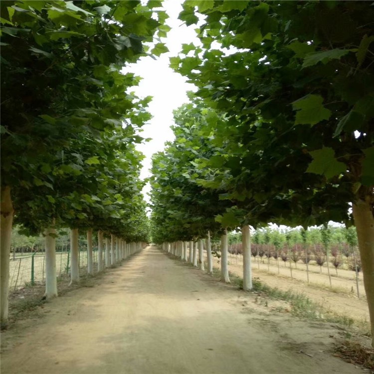 宇哲種植場供應綠化工程苗 12-20公分法桐現挖現賣  無差價