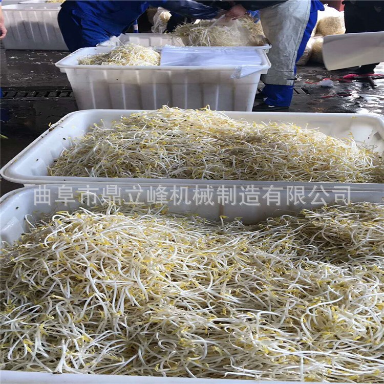 北京天津商用黃豆芽機  供應200斤大型豆芽機  可調溫豆芽機