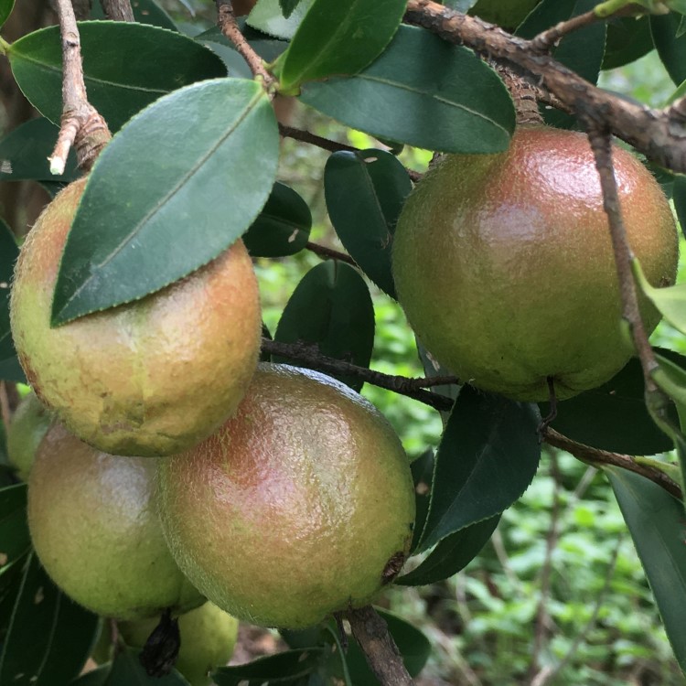 南方種植大果油茶苗樹苗嫁接江西雜交長林系茶籽茶子樹苗包郵