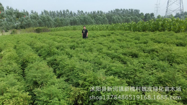 基地 超低价 大量批发水杉苗 50厘米 水杉树苗 规格 行道树