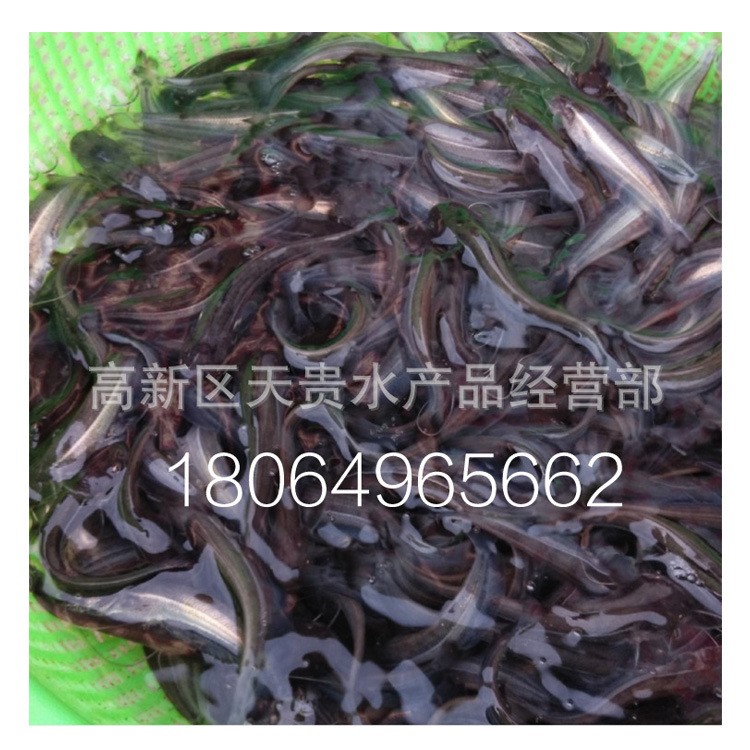 供應(yīng)雜交大口鯰魚苗 3cm鲇魚