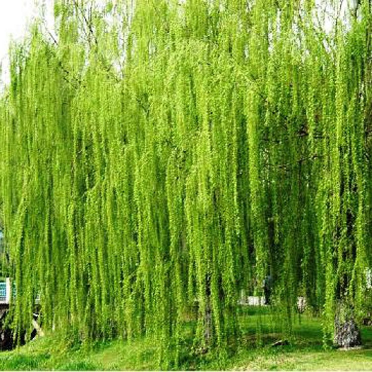 【大毅苗木】供應各種工程苗木 花卉 基地直銷  金絲垂柳