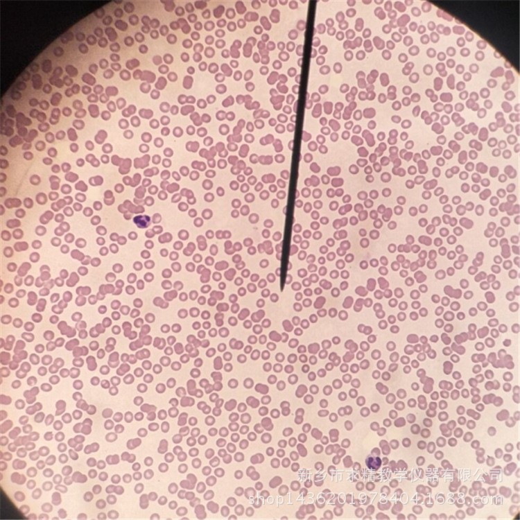 精益求精 熱款生物標本.中小學顯微鏡載玻片--人血涂片切片標本