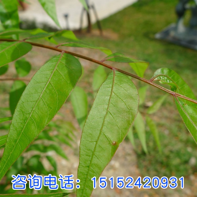 黃連木種子楷木 惜木 孔木 雞冠果木蓼樹種子 黃連茶種子發(fā)芽率高