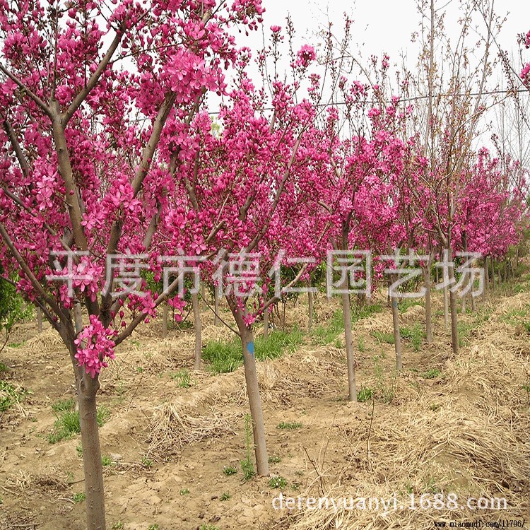 批發(fā) 垂絲海棠 西府海棠 北美海棠 冬紅海棠 絢麗海棠 綠化工程