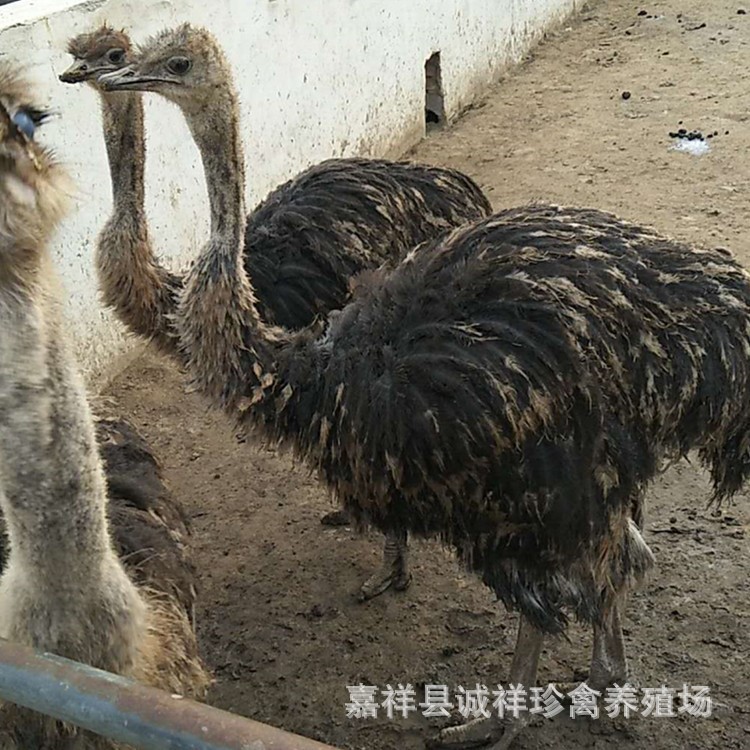 出售非洲鴕鳥活體 鴕鳥苗 鴯鹋 鴕鳥種蛋 成年鴕鳥錢