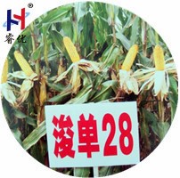 抗病、----浚單28號(hào)--紅軸、黃粒