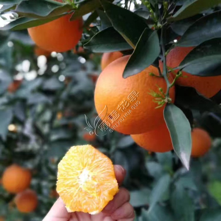 南方早晚熟秭歸臍橙苗倫晚長虹紐荷爾中華紅血橙夏橙子苗當年結果