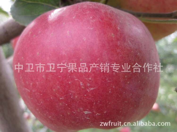 美國八號蘋果批發(fā) 產(chǎn)地直銷 質(zhì)優(yōu)價廉 美八貨源供應