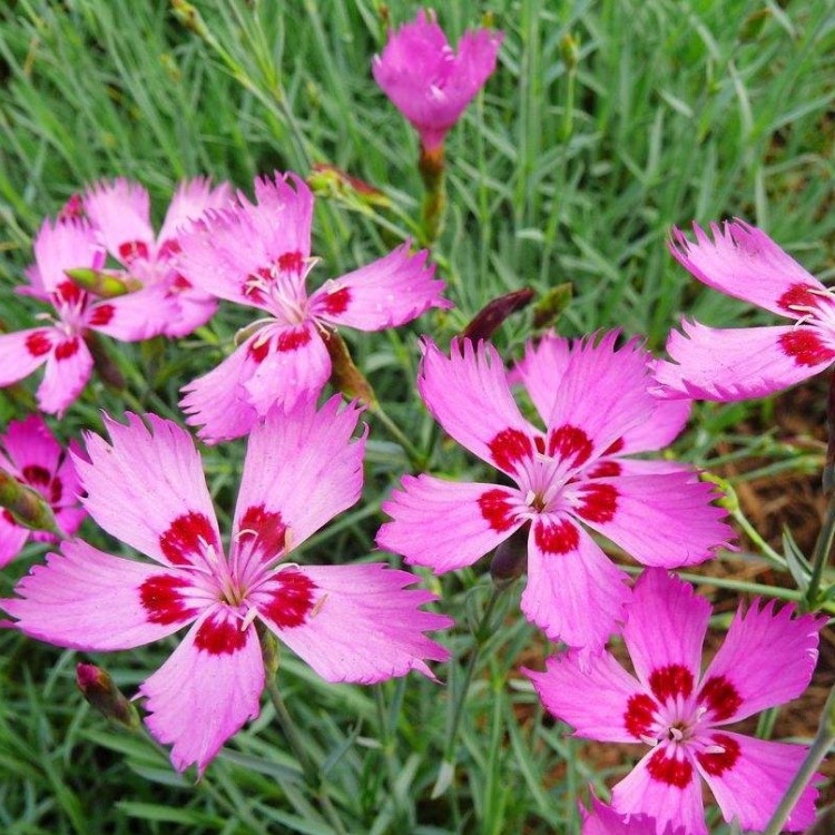 遼寧花卉基地銷售耐寒花卉花海工程苗木 地被石竹 常夏石竹