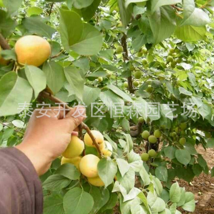 批发山东嫁接杏树 杏树种植成苗 金太阳凯特杏树成苗价好