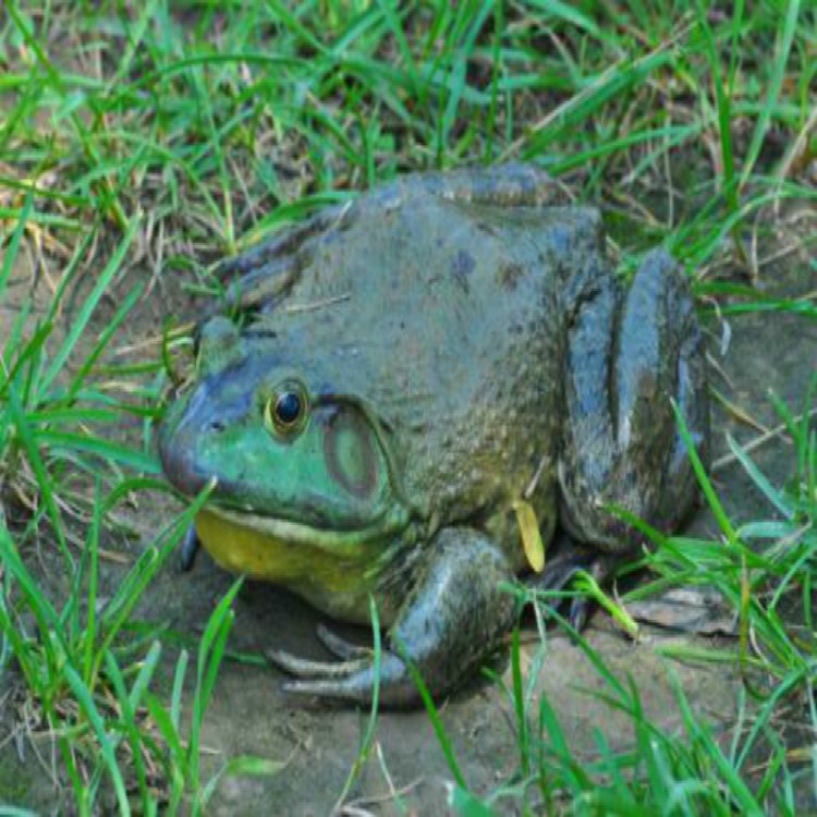 海鲜水产新鲜活牛蛙美国青蛙非田鸡肉虎纹蛙黑斑蛙肉活体活的 1只