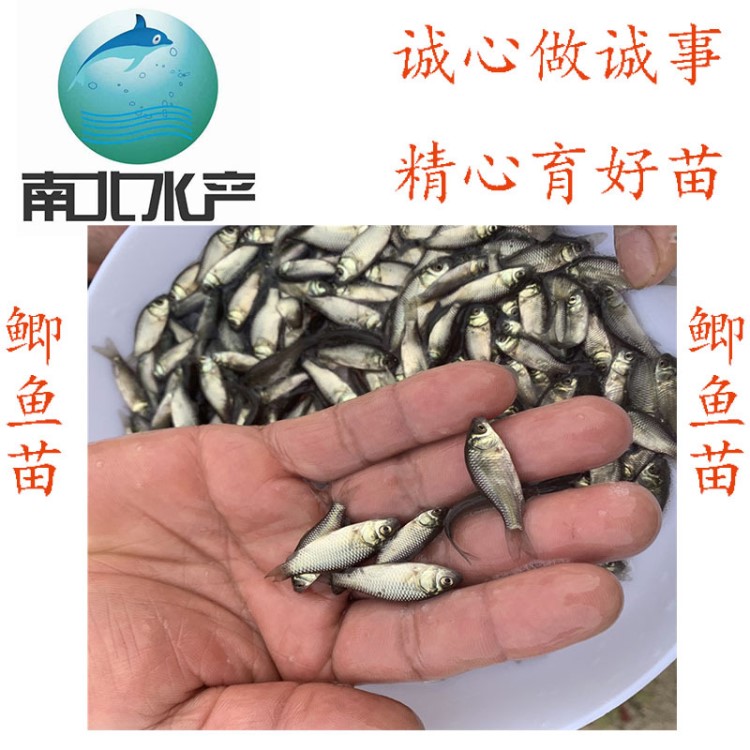 全國供應(yīng)3~5公分湘云鯽魚苗 工程鯽魚苗 鯽魚苗 水花大量批發(fā)