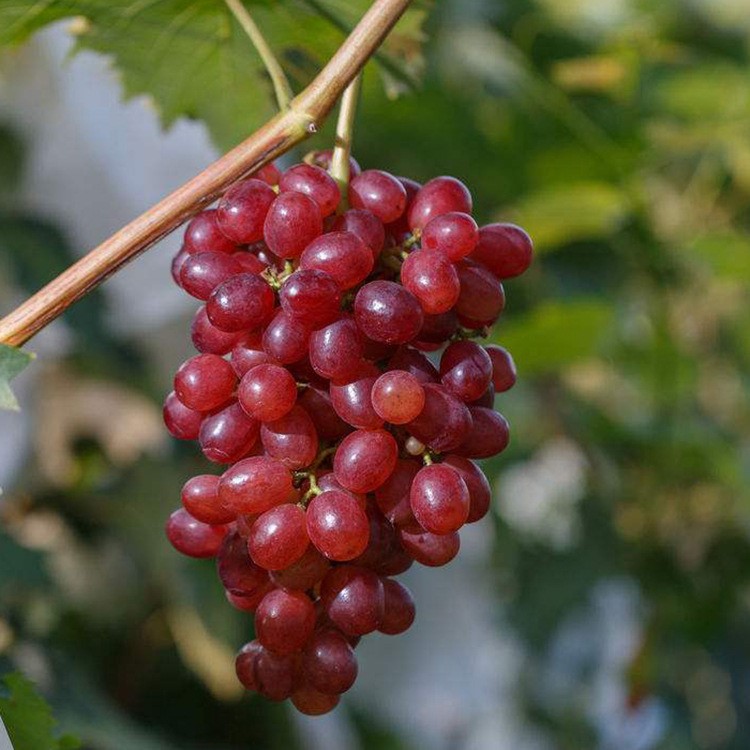 基地出售扦插早熟紅巴拉多葡萄苗成活高南北方種植葡萄樹