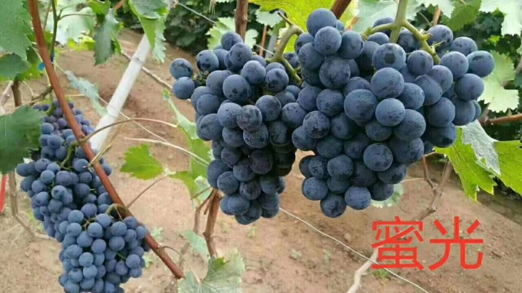 1批發(fā) 密光葡萄苗 量種苗 扦插葡萄樹苗 包成活死苗免費補發(fā)