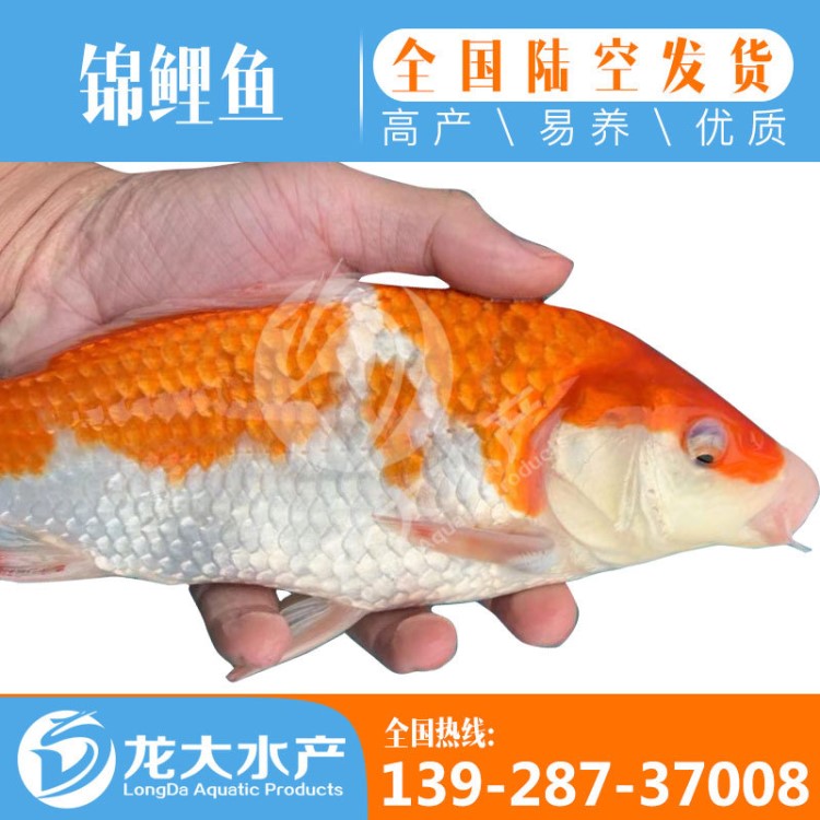 錦鯉 錦鯉魚苗 錦鯉成品 錦鯉水花 出售各種規(guī)格批發(fā)