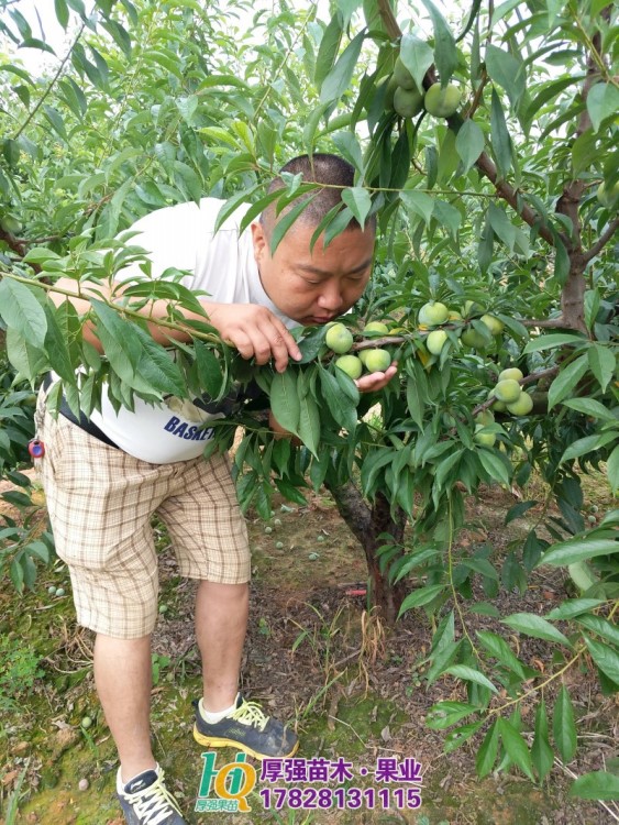 巫山青脆李子樹苗批發(fā) 重慶青脆李子樹苗