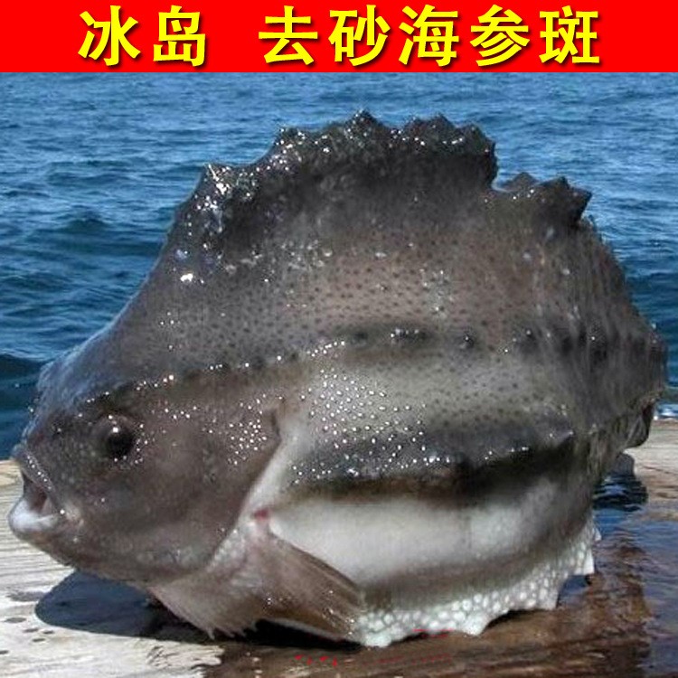 【鮮大陸】一手貨源肉質(zhì)鮮嫩【深海野生】石斑魚 冰島去砂 海參斑