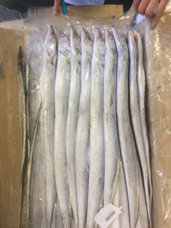 印度東部帶魚 帶魚 冷凍帶魚 整條帶魚4 一手貨源 帶魚批發(fā)