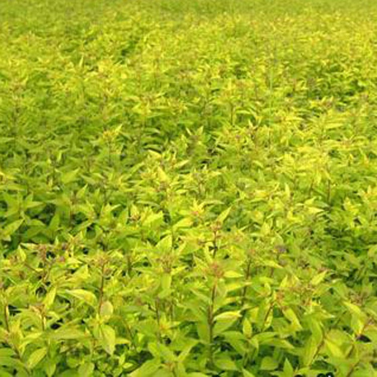 【大毅苗木】供應(yīng)金山繡線菊 金焰繡線菊2年生