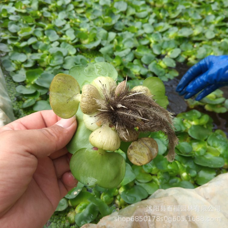 水葫蘆 鳳眼蓮 苗圃直銷 浮葉水生植物 濕地綠化 布袋蓮批發(fā)價(jià)格