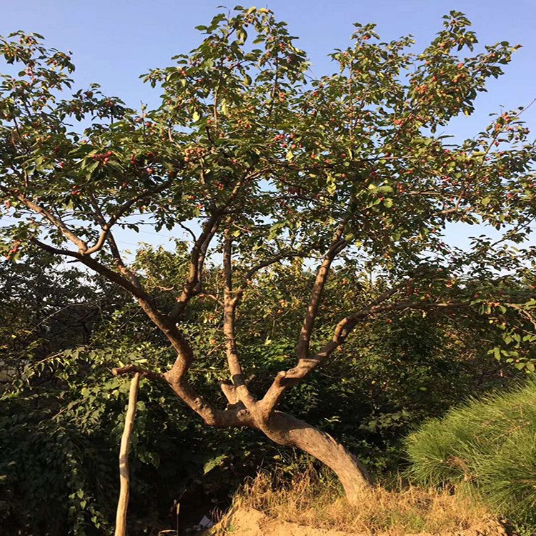 西府八棱海棠树 行道风景海棠树苗工程苗木 根系发达易成活海棠树