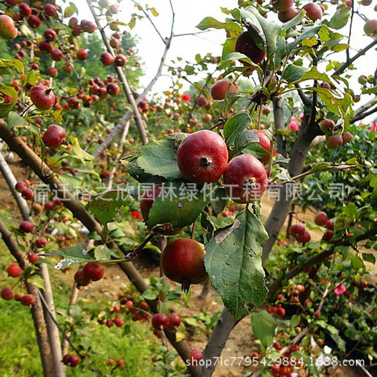 八棱海棠樹(shù)苗批發(fā)工程綠化苗木八棱海棠苗 規(guī)格海棠花苗