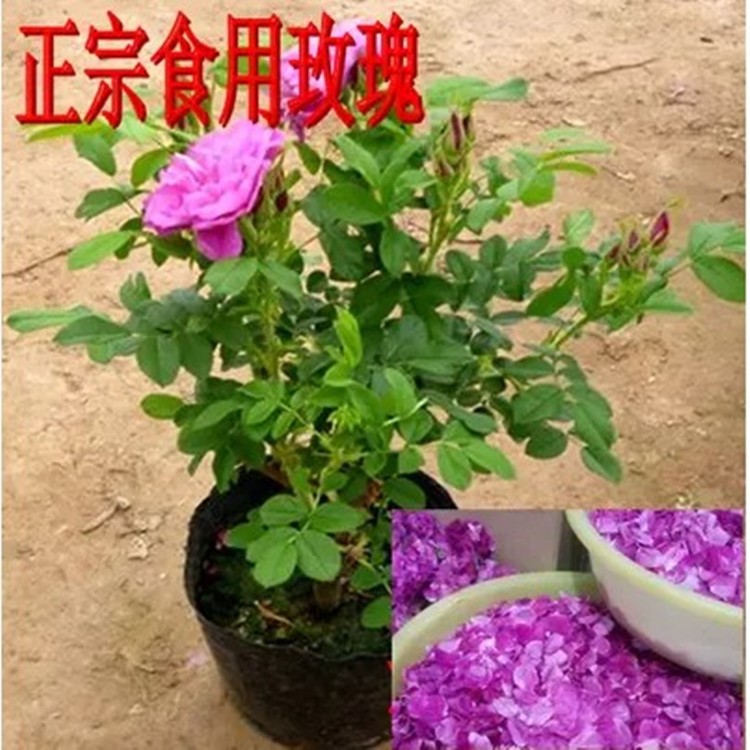 陽(yáng)臺(tái)庭院濃香型花卉植物四季開(kāi)花綠植大馬士革可食用玫瑰花苗盆栽