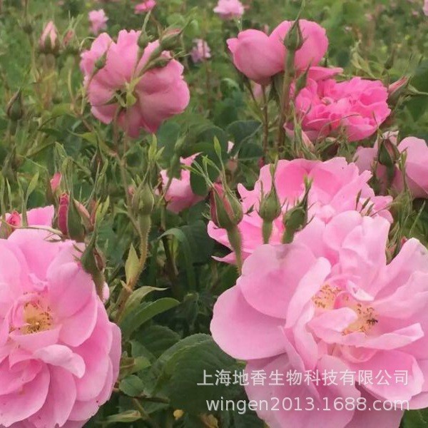 大馬士革玫瑰干花、干花朵、花冠