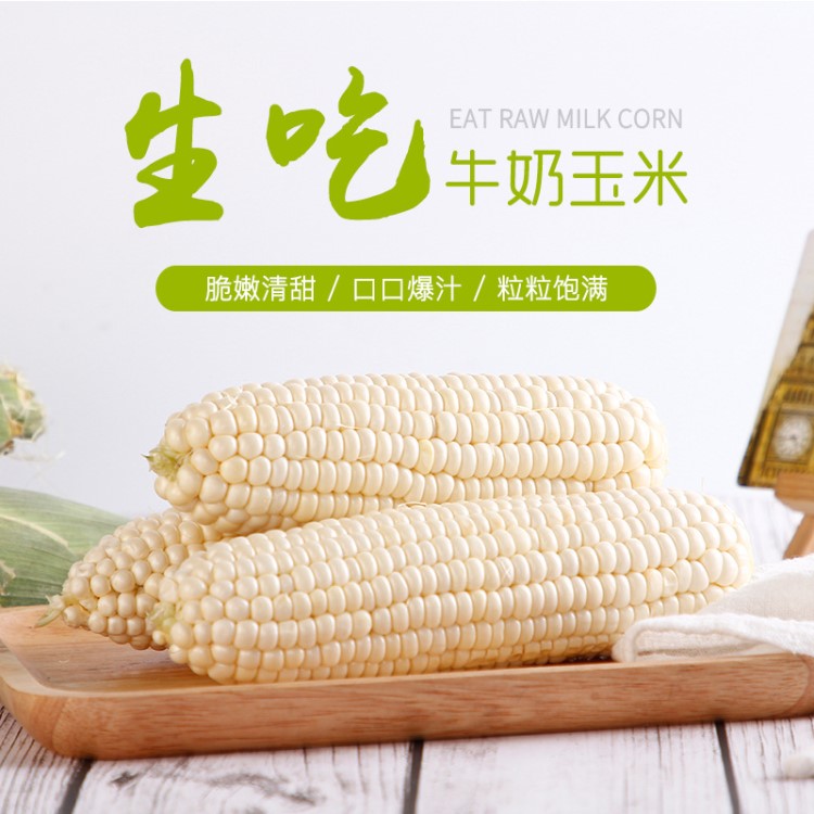 水果玉米批發(fā)做沙拉材料 生吃即食一件代發(fā)現(xiàn)摘 多汁甜白新鮮玉米