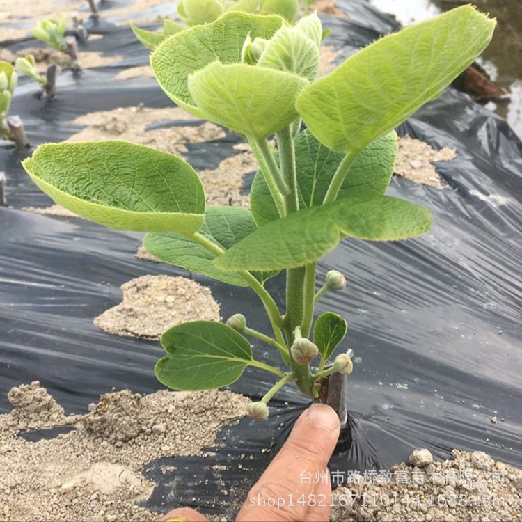 一年嫁接紅心獼猴桃苗水果紅陽獼猴桃果樹苗紅肉獼猴桃苗木