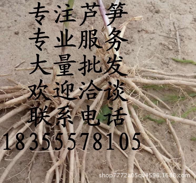 基地貨源蘆筍種苗  品種蘆筍苗 批發褚存根