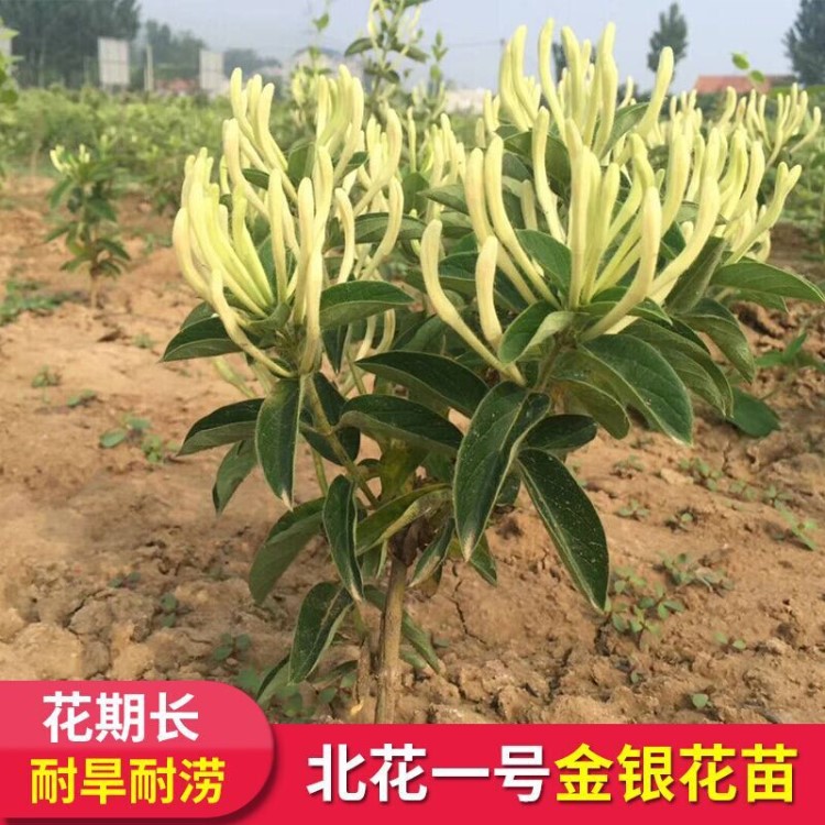 山東不開花北花一號金銀花苗 魯豐一號全蕾金銀花園藝種苗樹苗