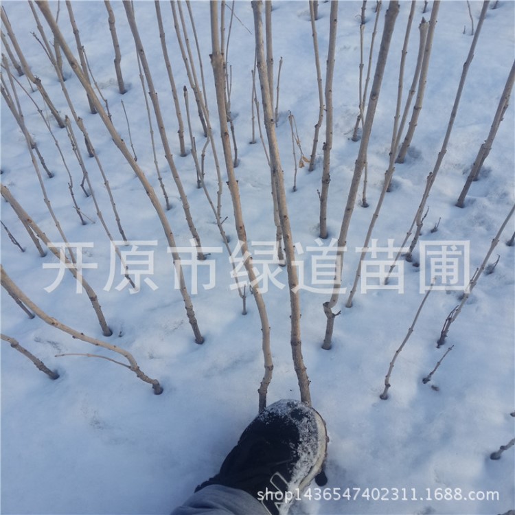 苗圃直銷(xiāo) 水曲柳播種小苗 花曲柳小苗 遼寧水曲柳樹(shù)苗價(jià)格 包郵