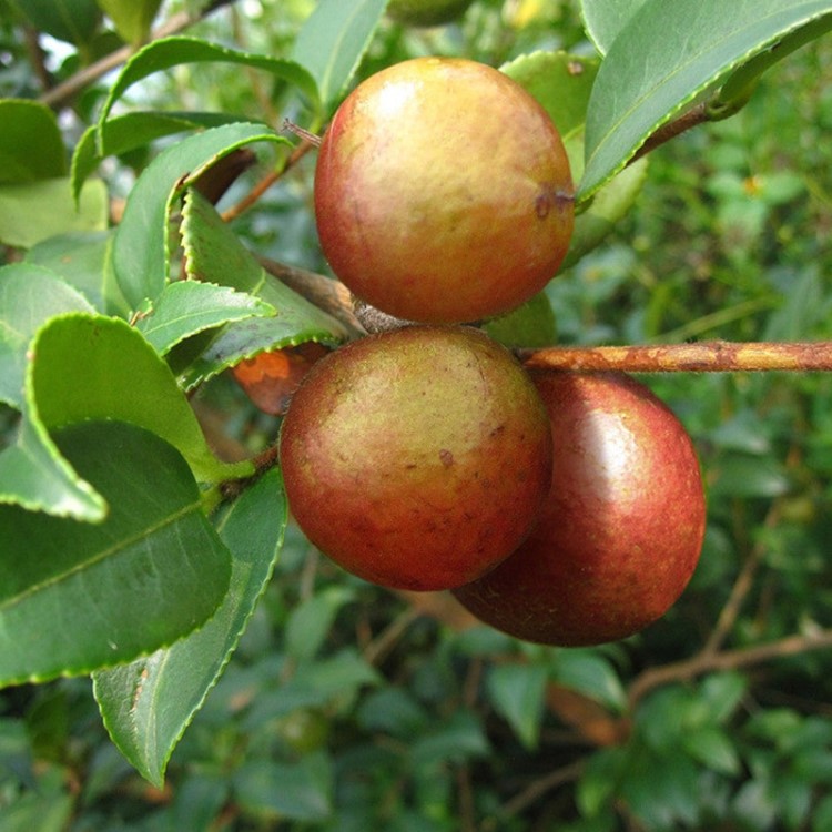 湖南茶子苗  出油高品種之湘林17號油茶樹苗  嫁接油茶苗南方