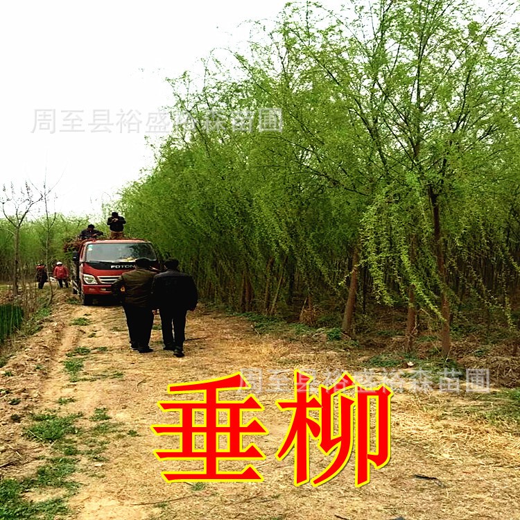 垂柳苗木批發 垂枝長量大送貨 陜西苗圃綠化  西安垂柳樹苗基地