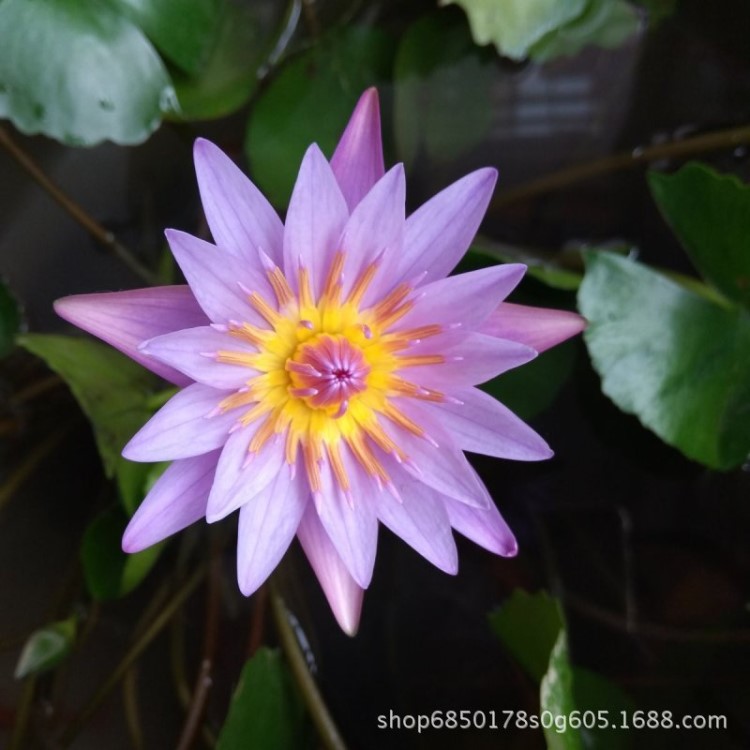 藍花睡蓮 苗圃直銷 基地批發(fā)價格 觀賞水生植物 人工濕地公園種植