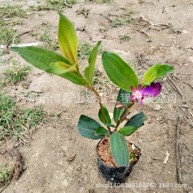 厂家直销角茎野牡丹苗工程绿化树批发花卉种苗