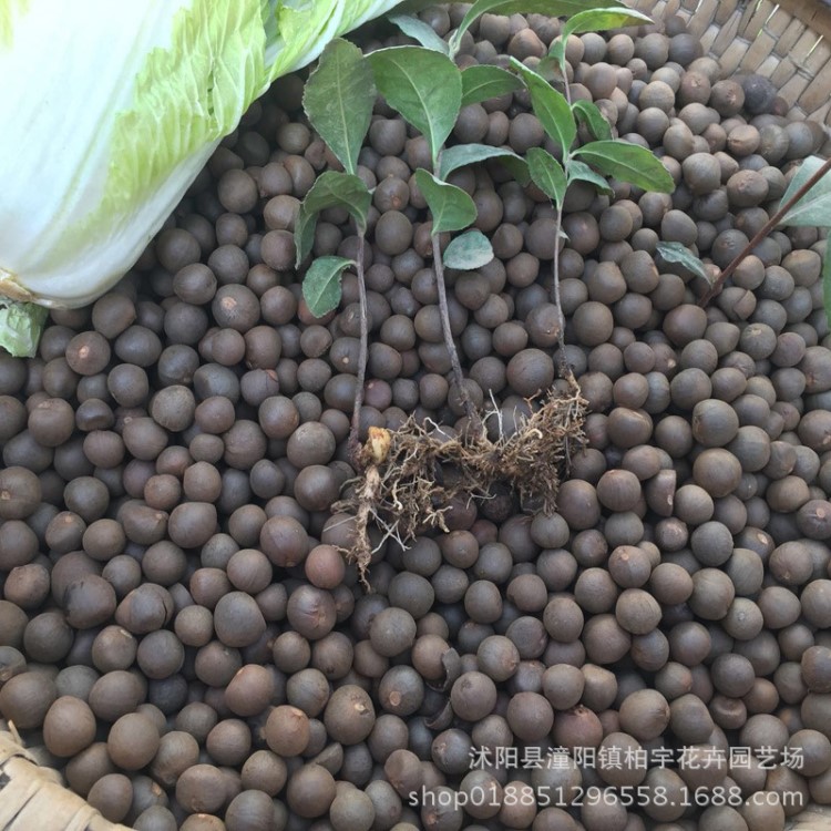 茶树种子 新采茶树籽 油茶种子籽红花油茶种子油茶籽茶叶树种子